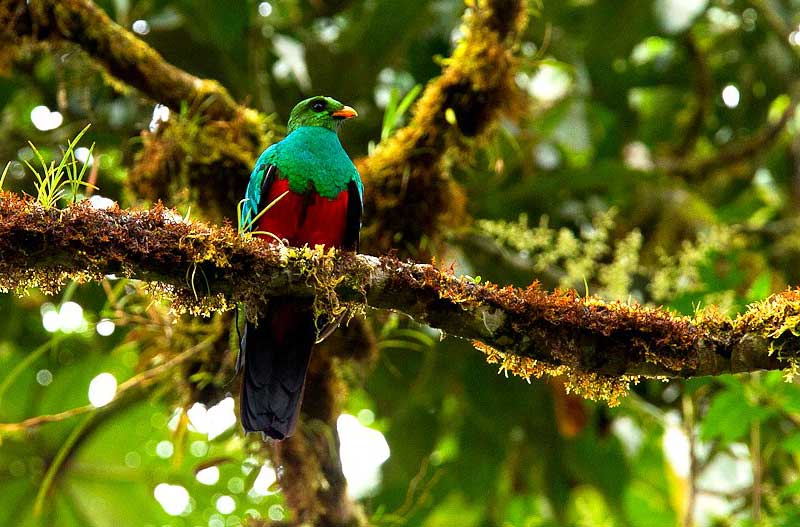 Resplendant quetzal, image by francesco_veronesi